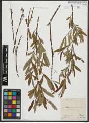 Foto von Salix purpurea L. x Salix viminalis L.